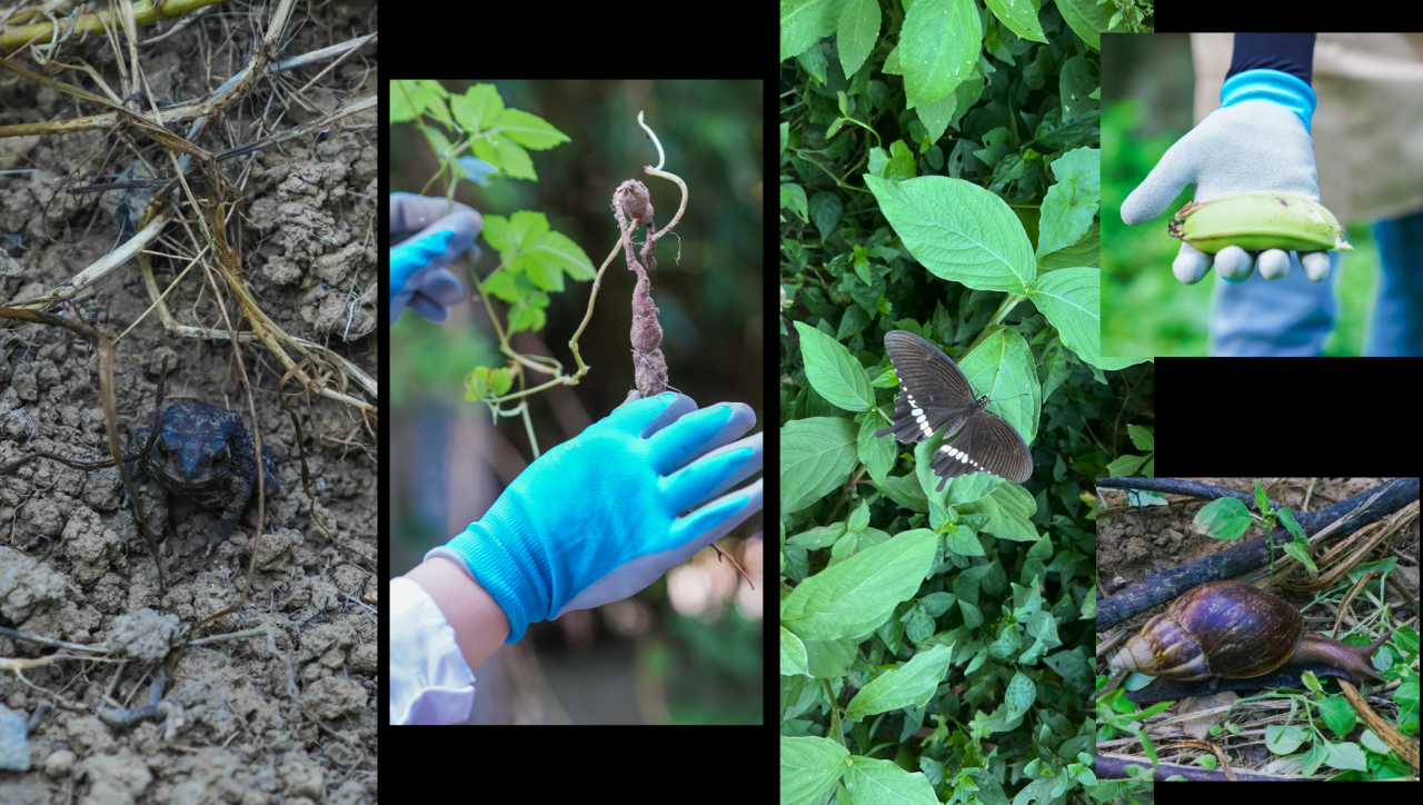 Biodiversity at Lianjiang Community, photo courtesy of Qin HAO.
