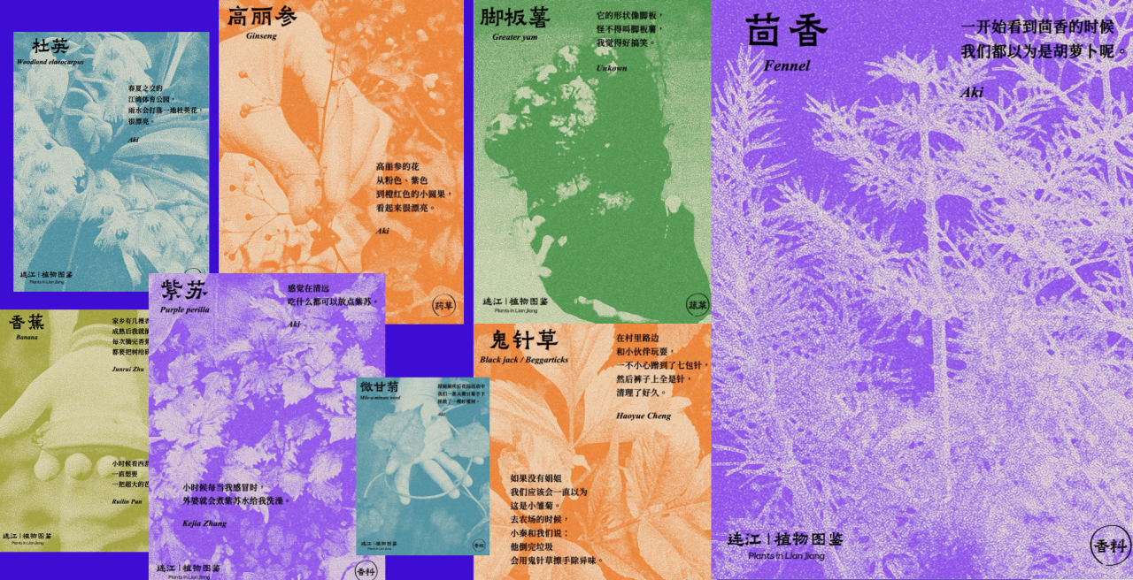Ethnobotanical Archive from Lianjiang, photo courtesy of Aki Lee.